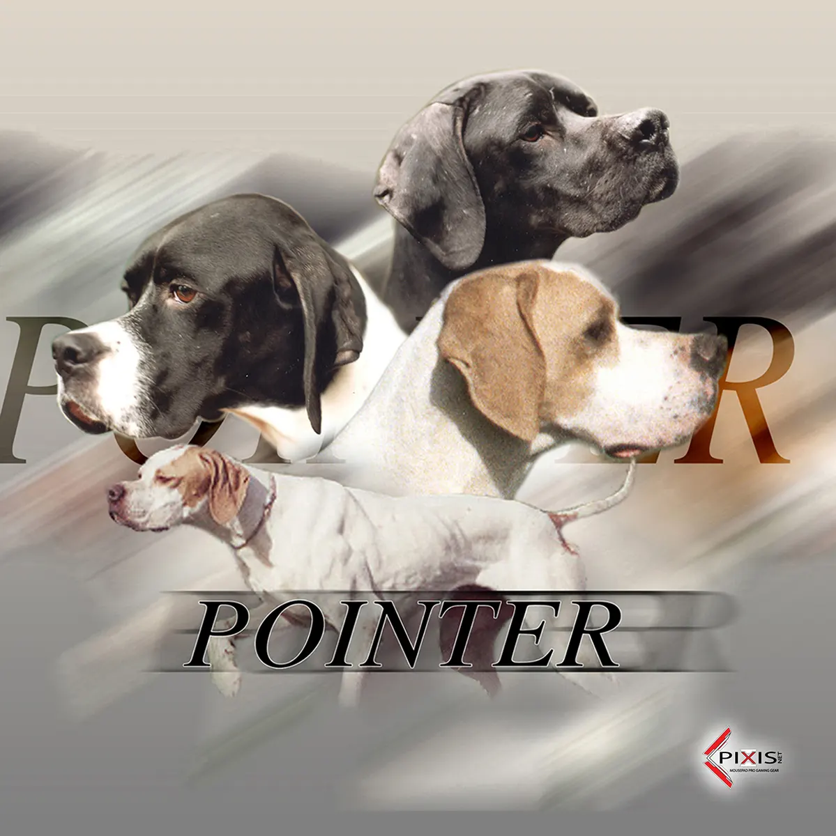 image Quatre portraits de chiens Pointer