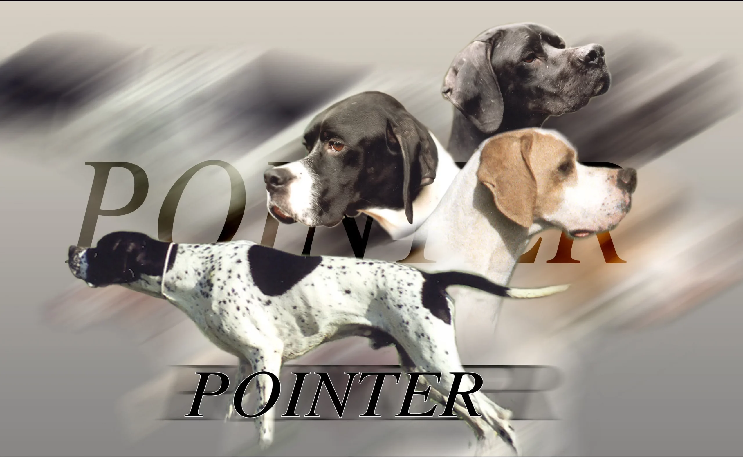 Pointer Anglais