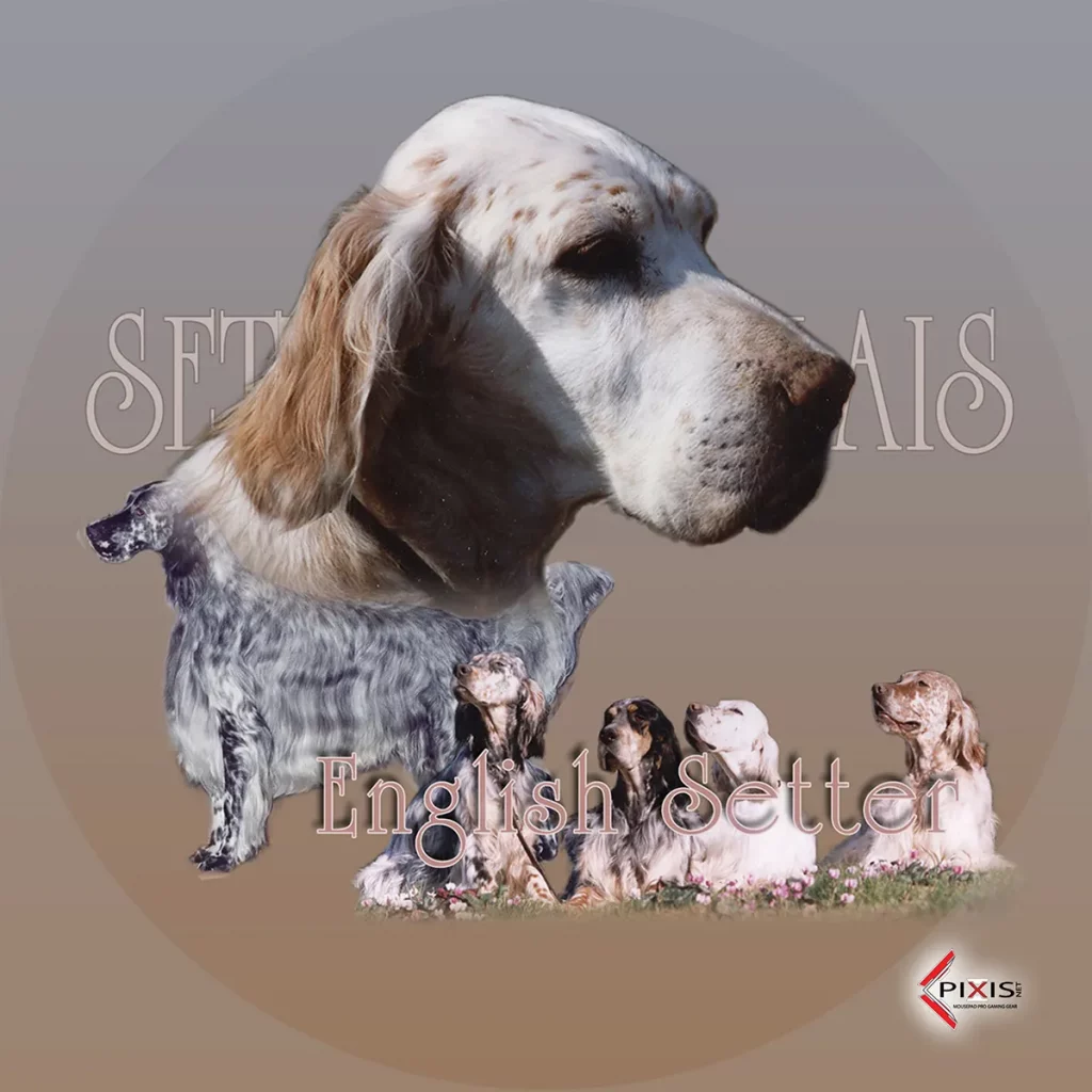 plaque attention chien setter anglais