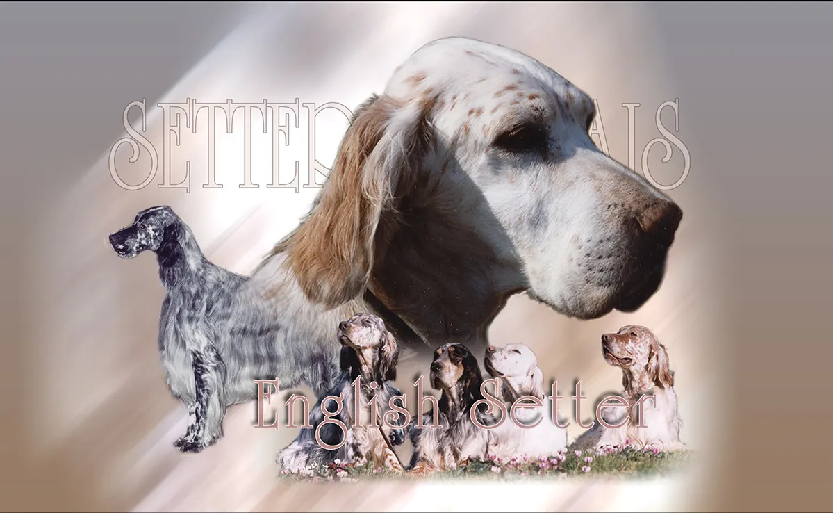 Setter Anglais