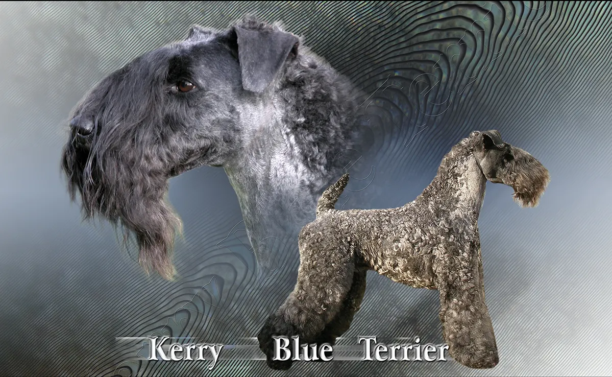 Terrier Kerry Blue