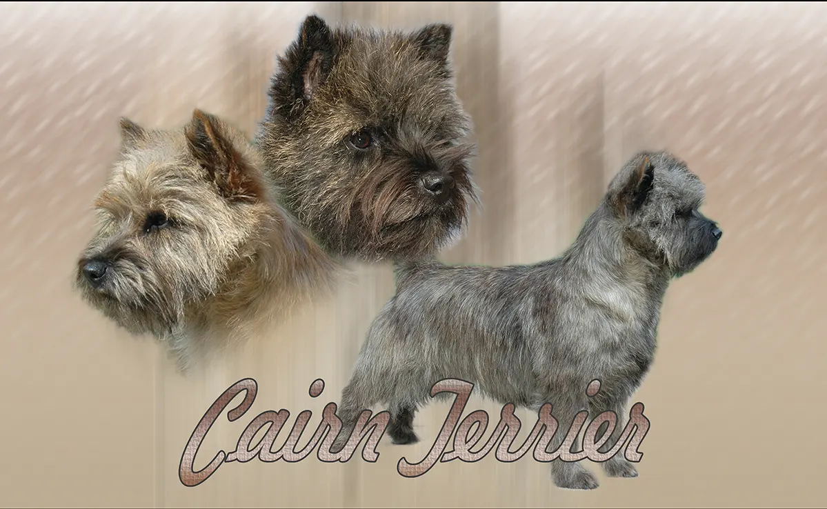 Cairn Terrier