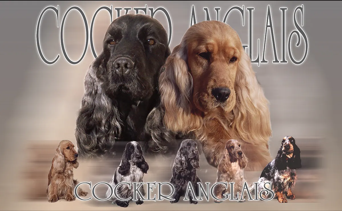 Cocker-Anglais