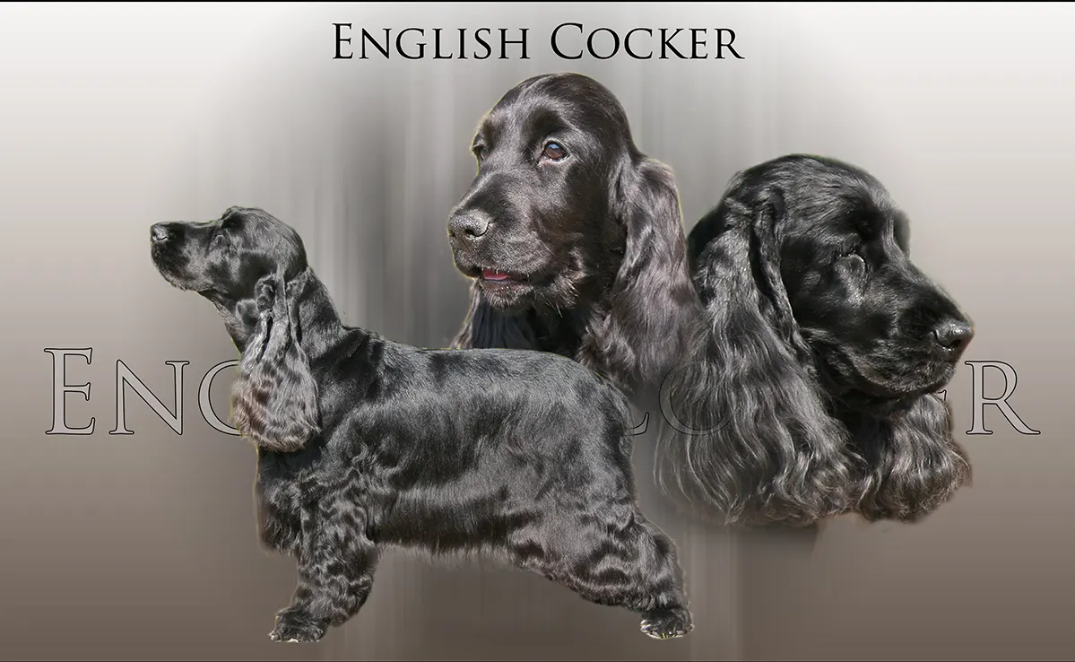 Cocker-Anglais