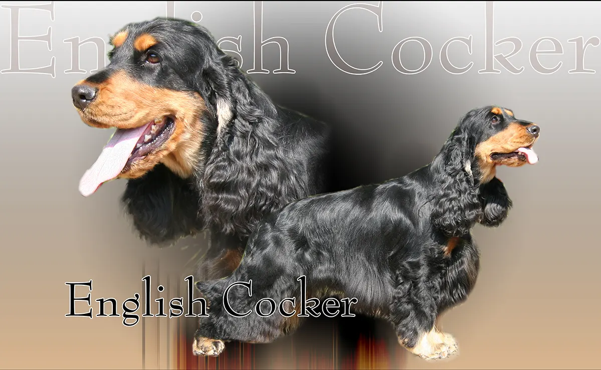 Cocker-Anglais