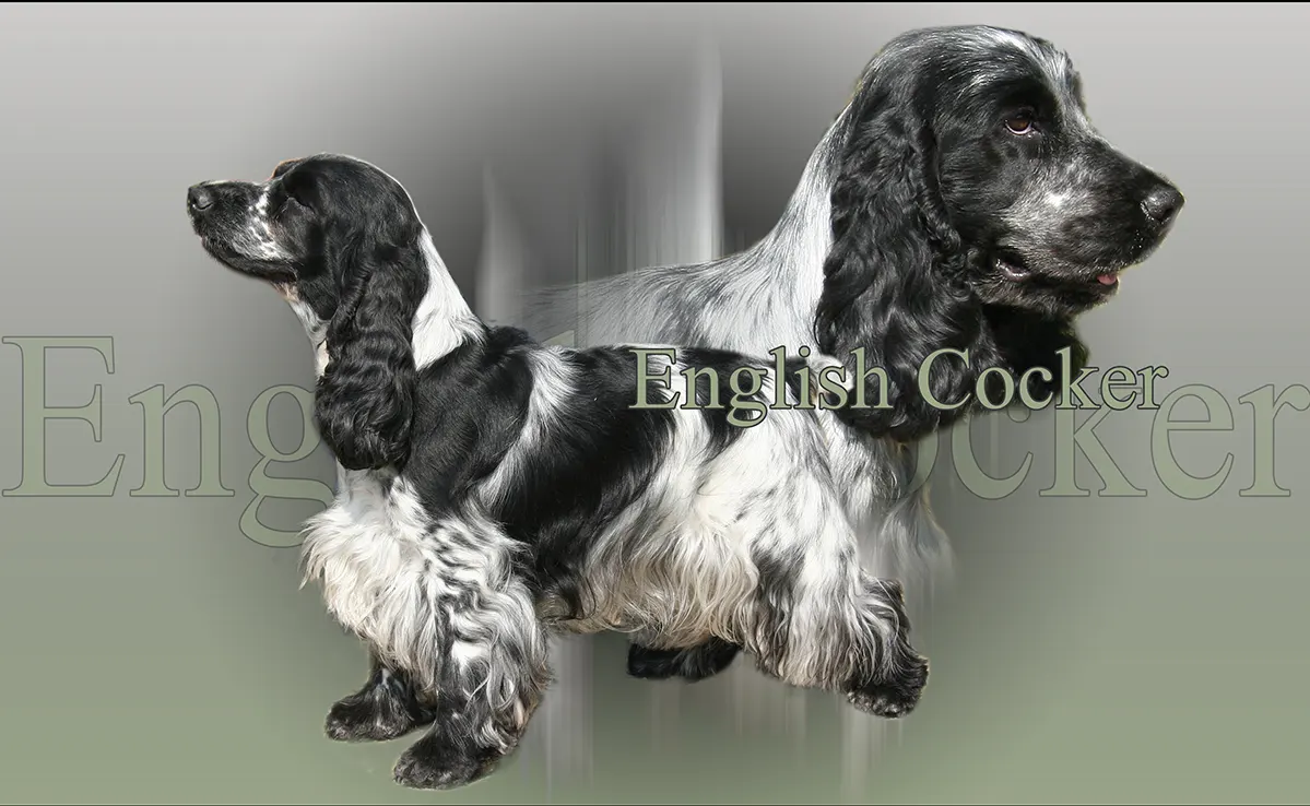 Cocker-Anglais