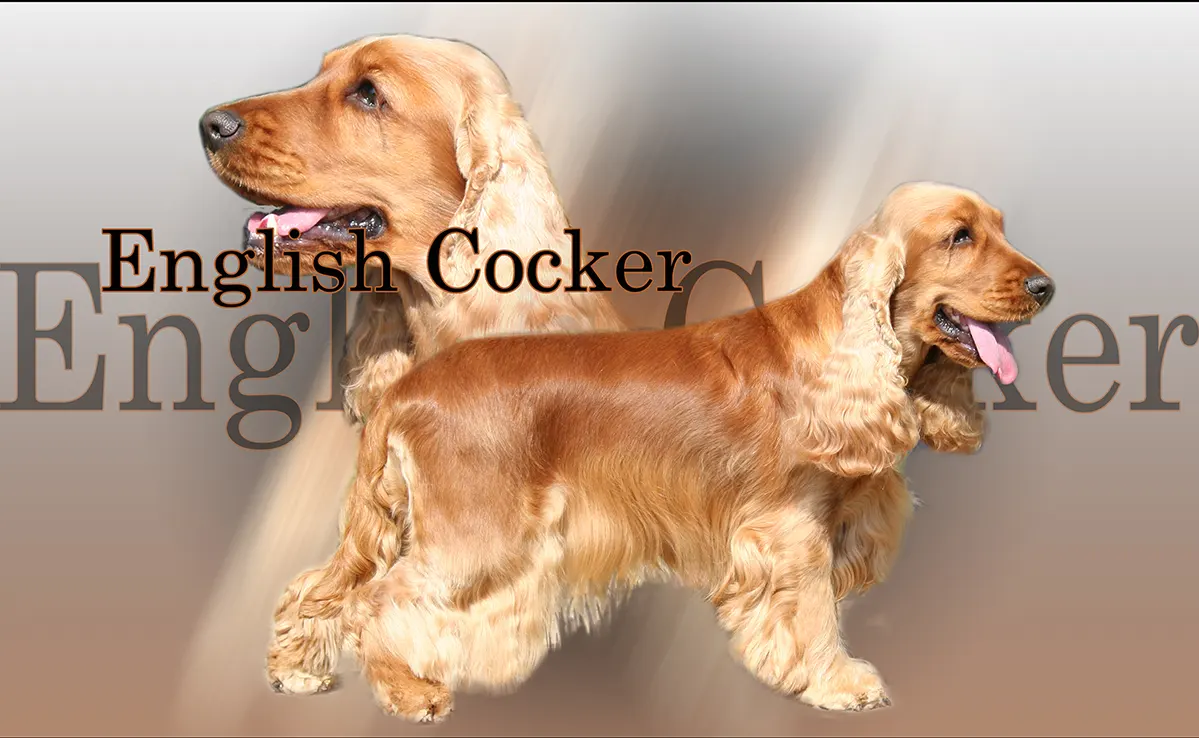 Cocker-Anglais