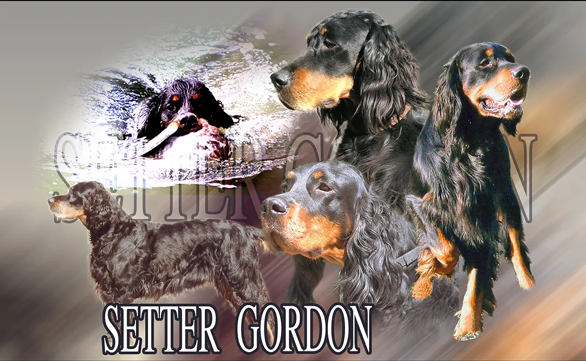 Setter Gordon