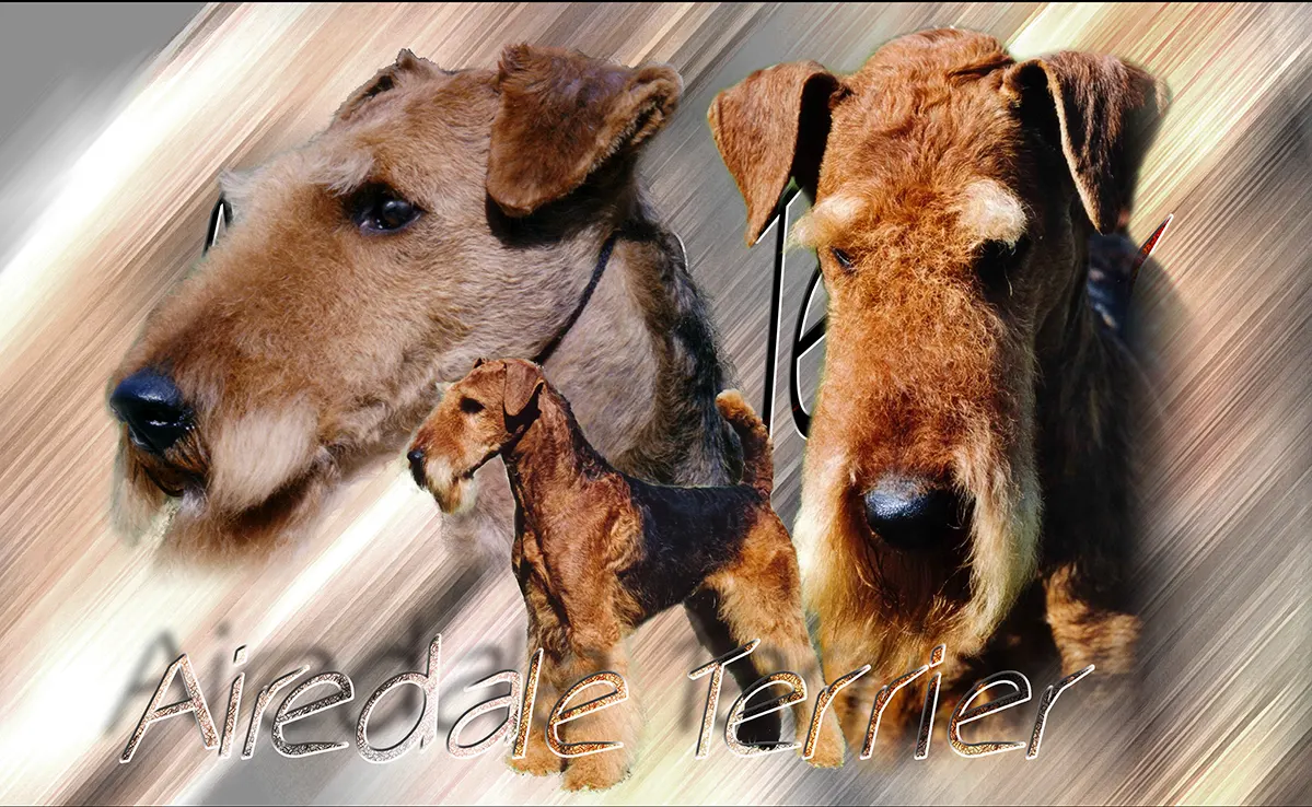 Airedale Terrier