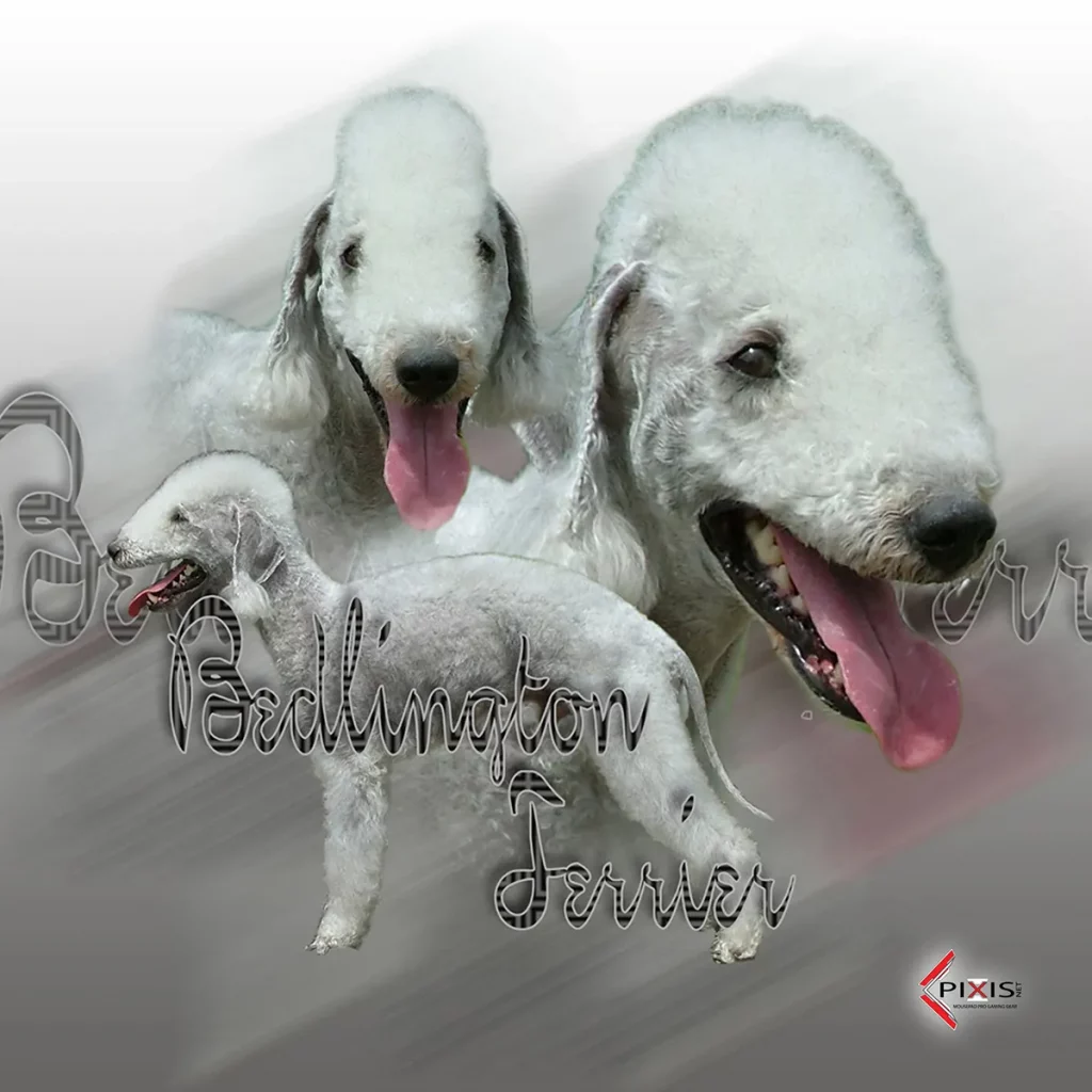 plaque attention chien bedlington terrier