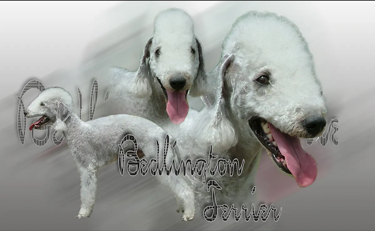 Bedlington Terrier