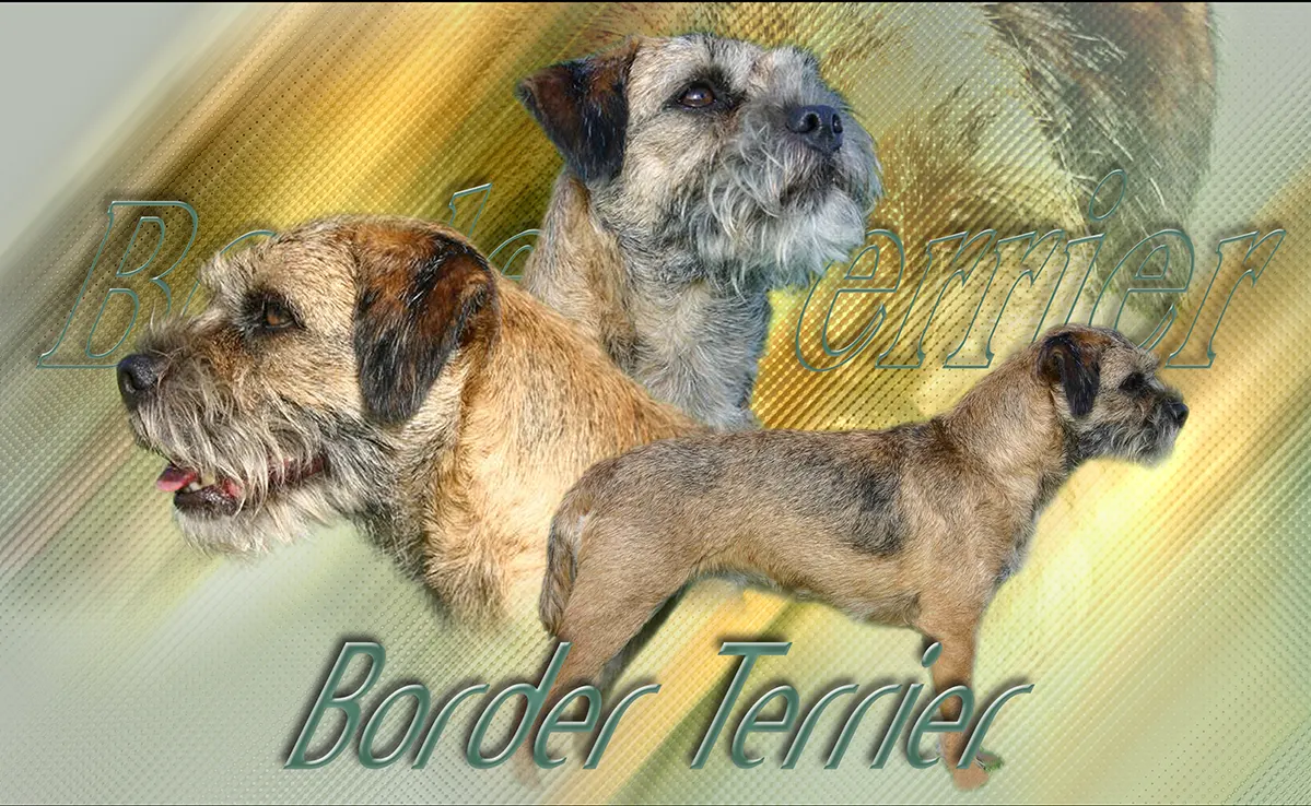 Border Terrier