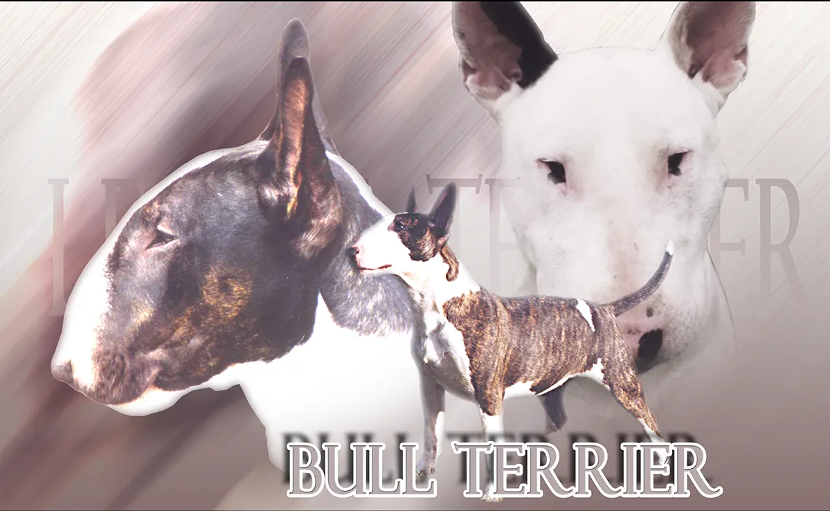 Bull Terrier