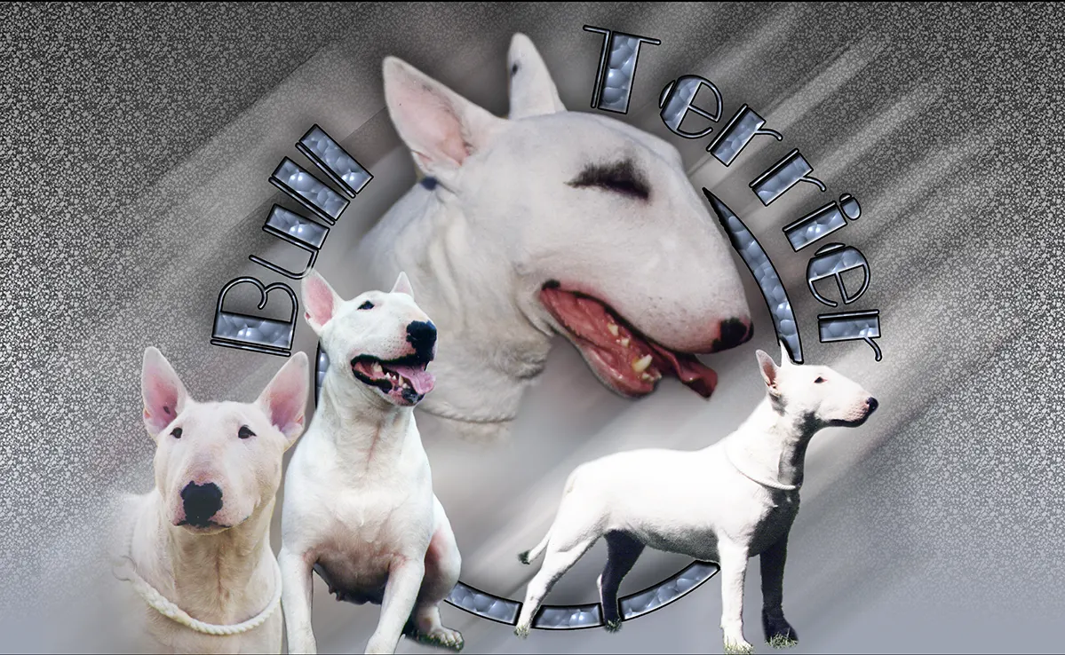 Bull Terrier