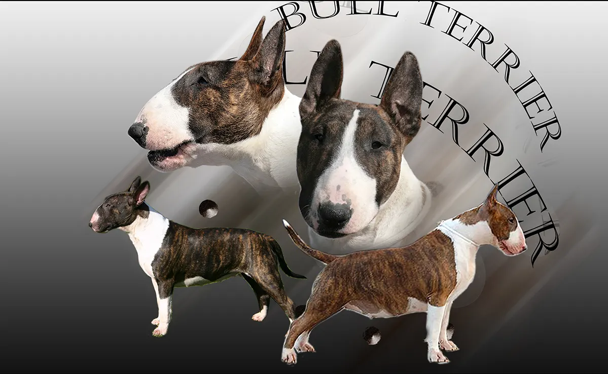 Bull Terrier