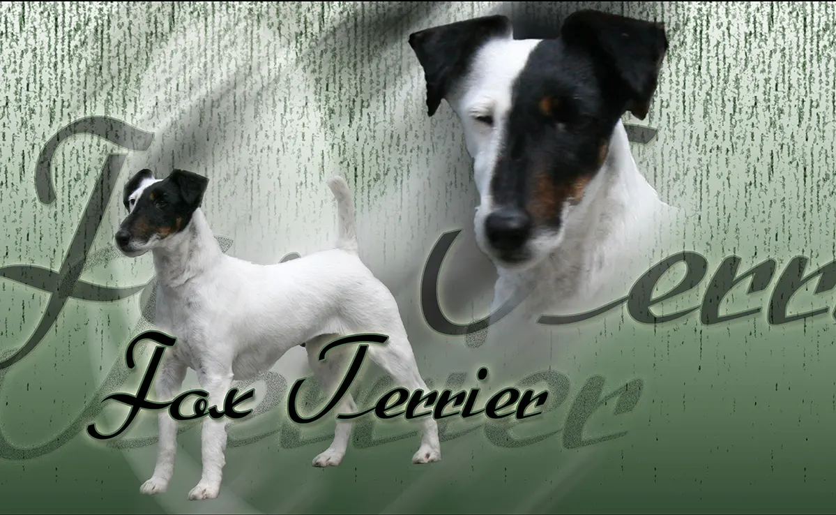 Fox Terrier poil lisse