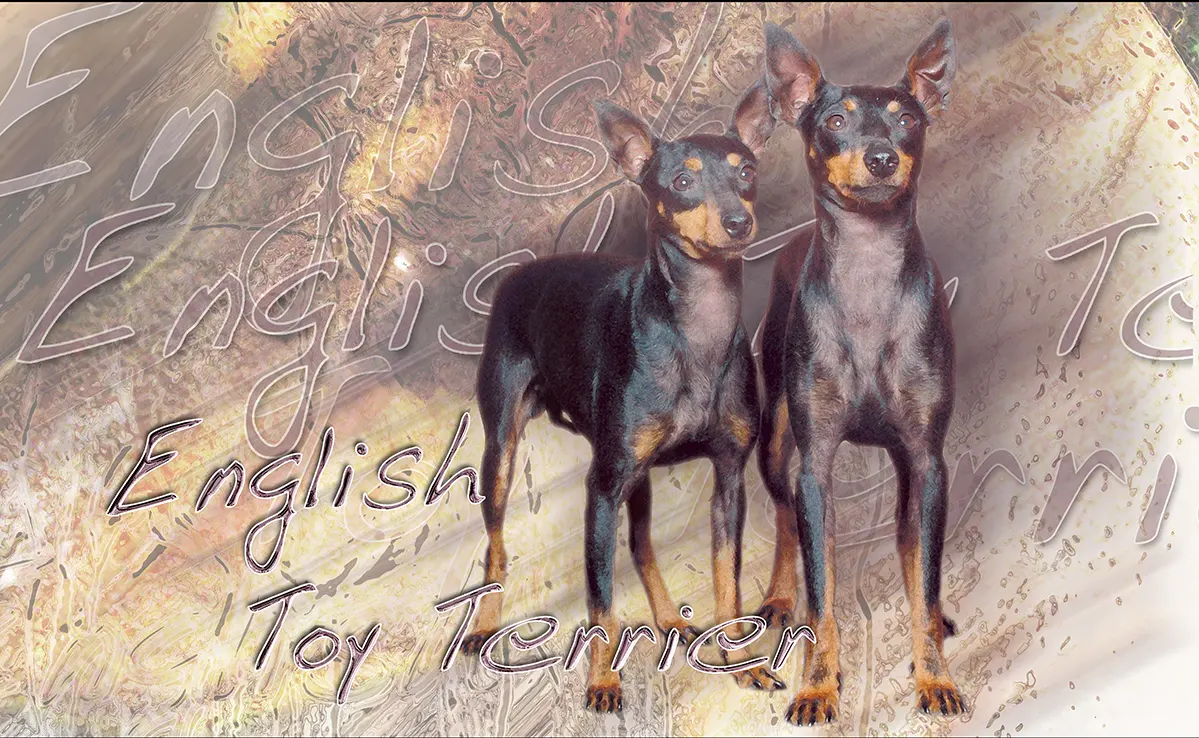Toy Terrier