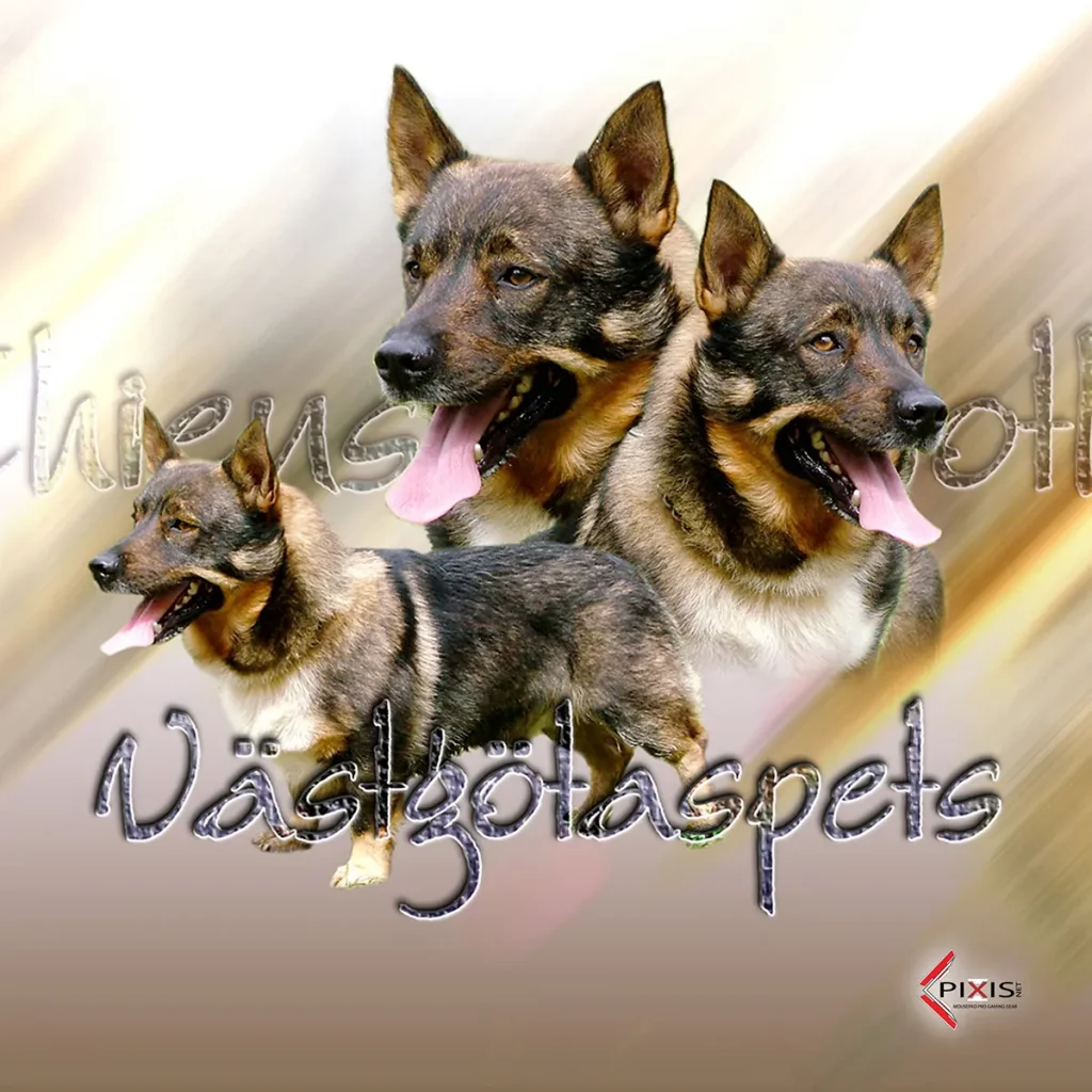 plaque attention chien vastgotaspets