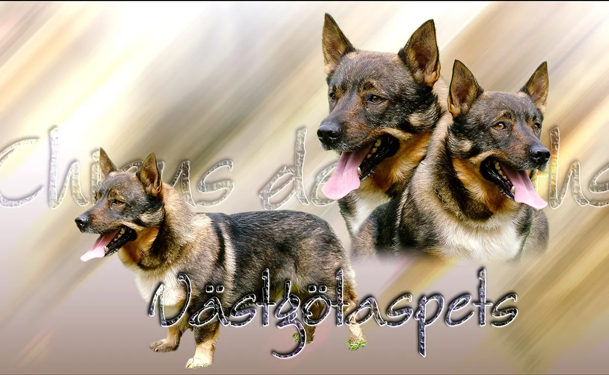 Vastgotaspets