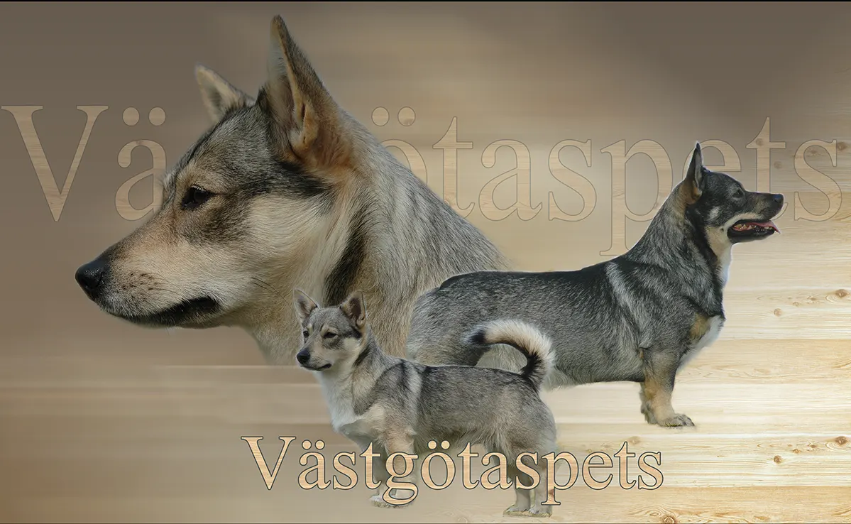 Vastgotaspets