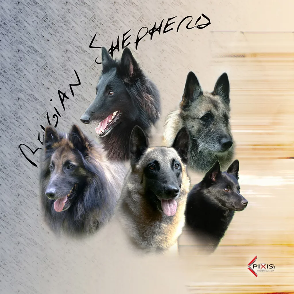 plaque attention chien berger belge