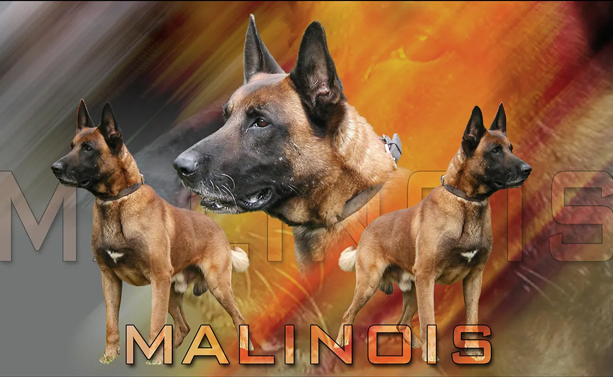 Berger Belge