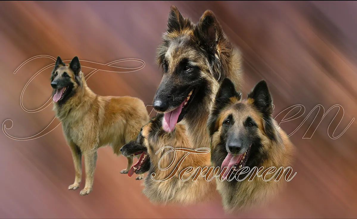 Berger Belge