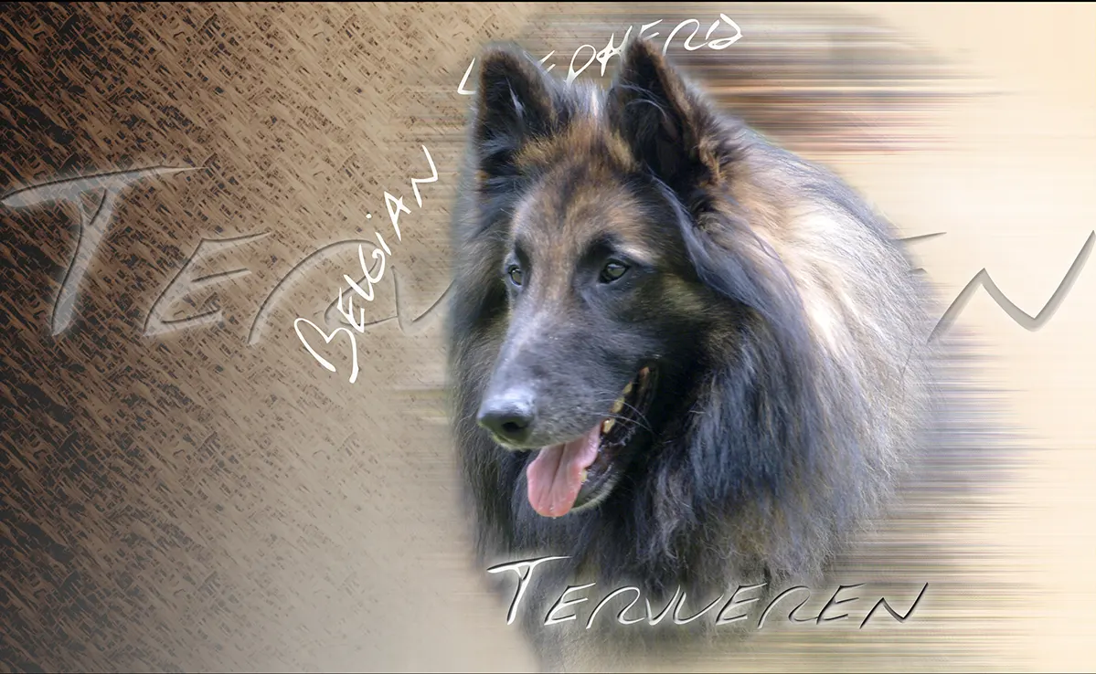 Berger Belge
