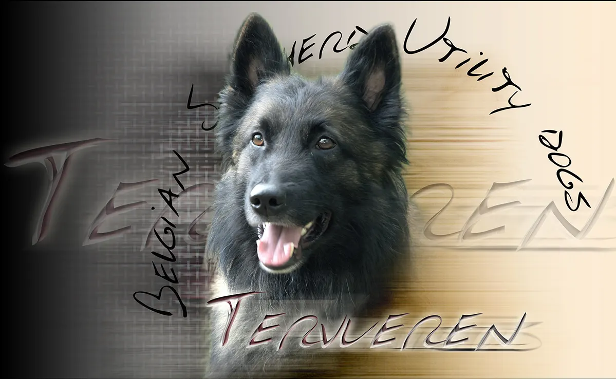 Berger Belge