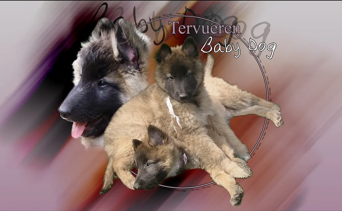 Berger Belge