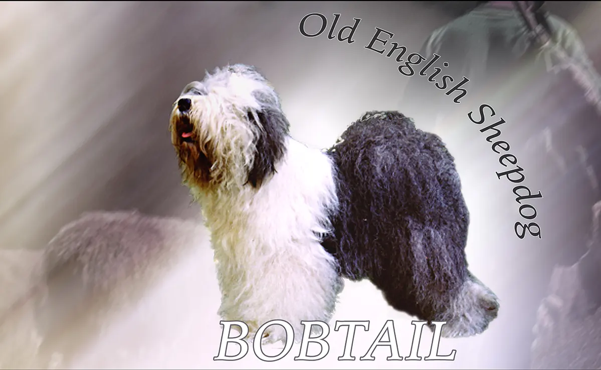 Bobtail
