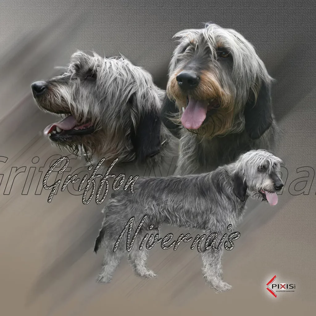 Griffon Nivernais plaque attention chien griffon nivernais