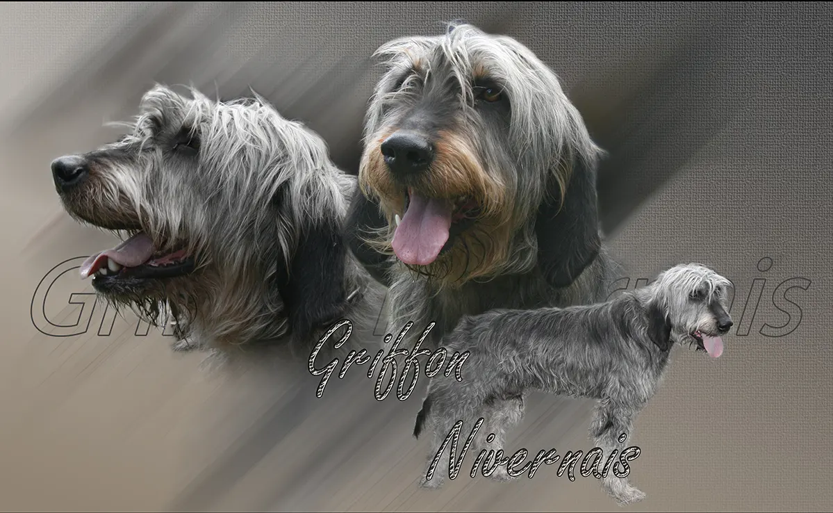 Griffon Nivernais