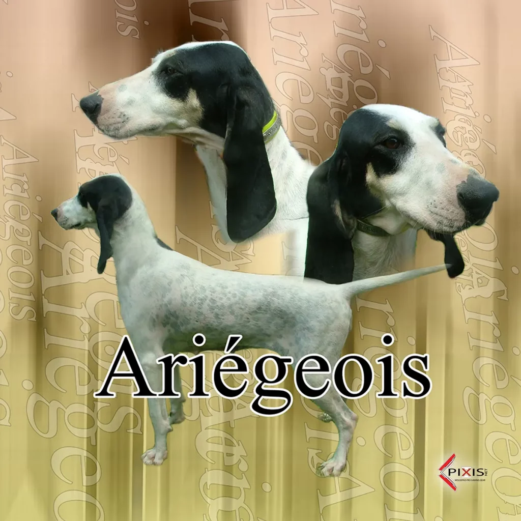 plaque attention chien ariegeois