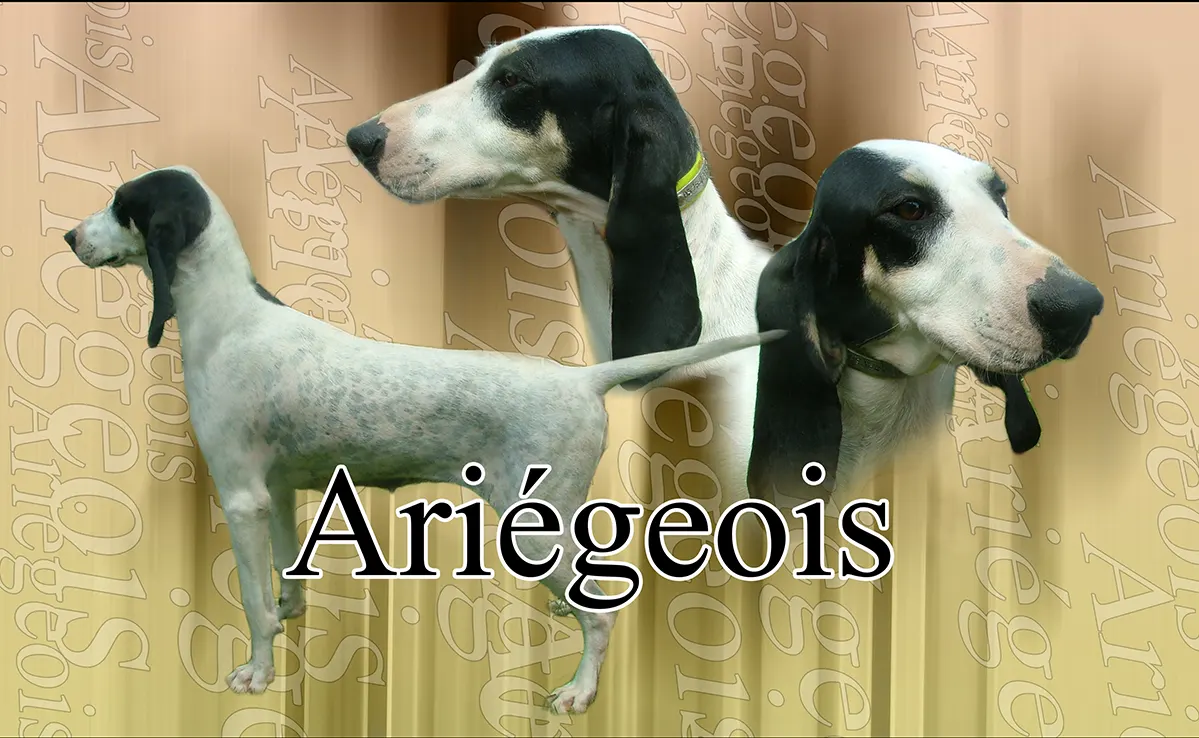 Ariegeois