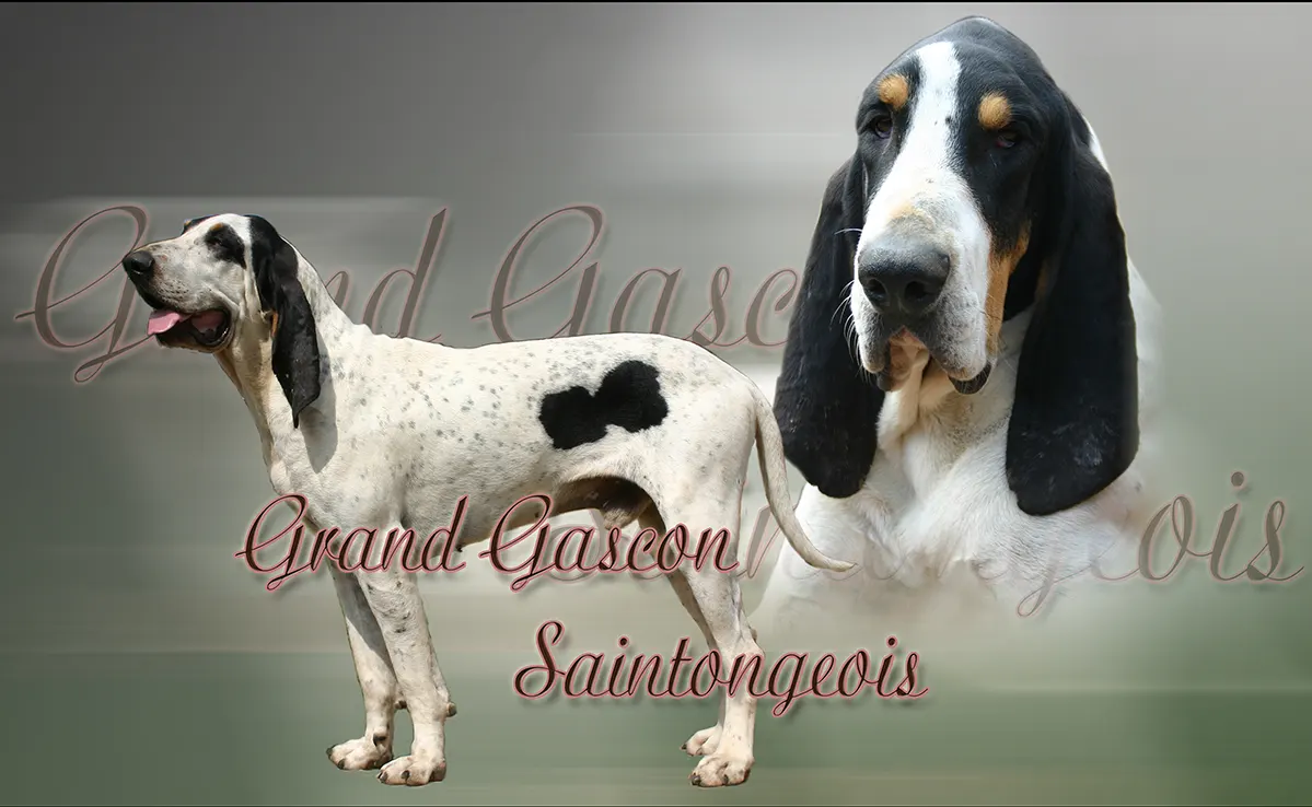 Grand Gascon Saintongeois