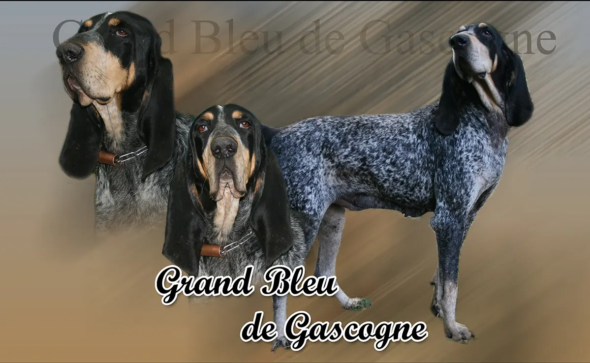 Grand Bleu De Gascogne