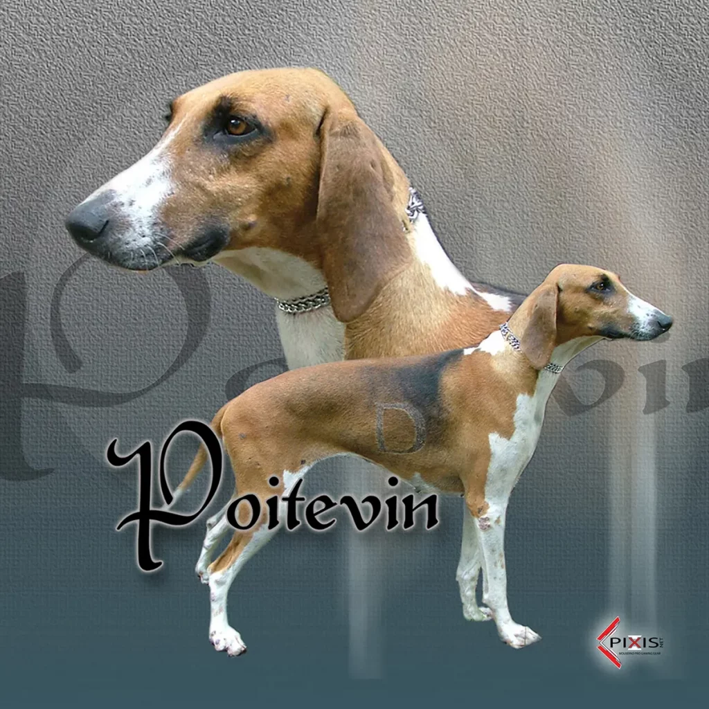 plaque attention chien poitevins