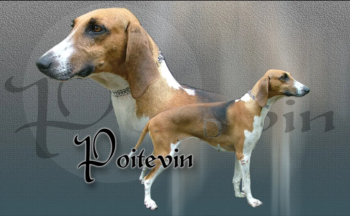 Poitevins