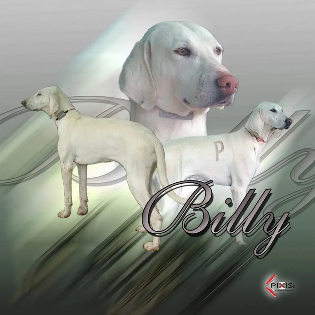 plaque attention chien billy