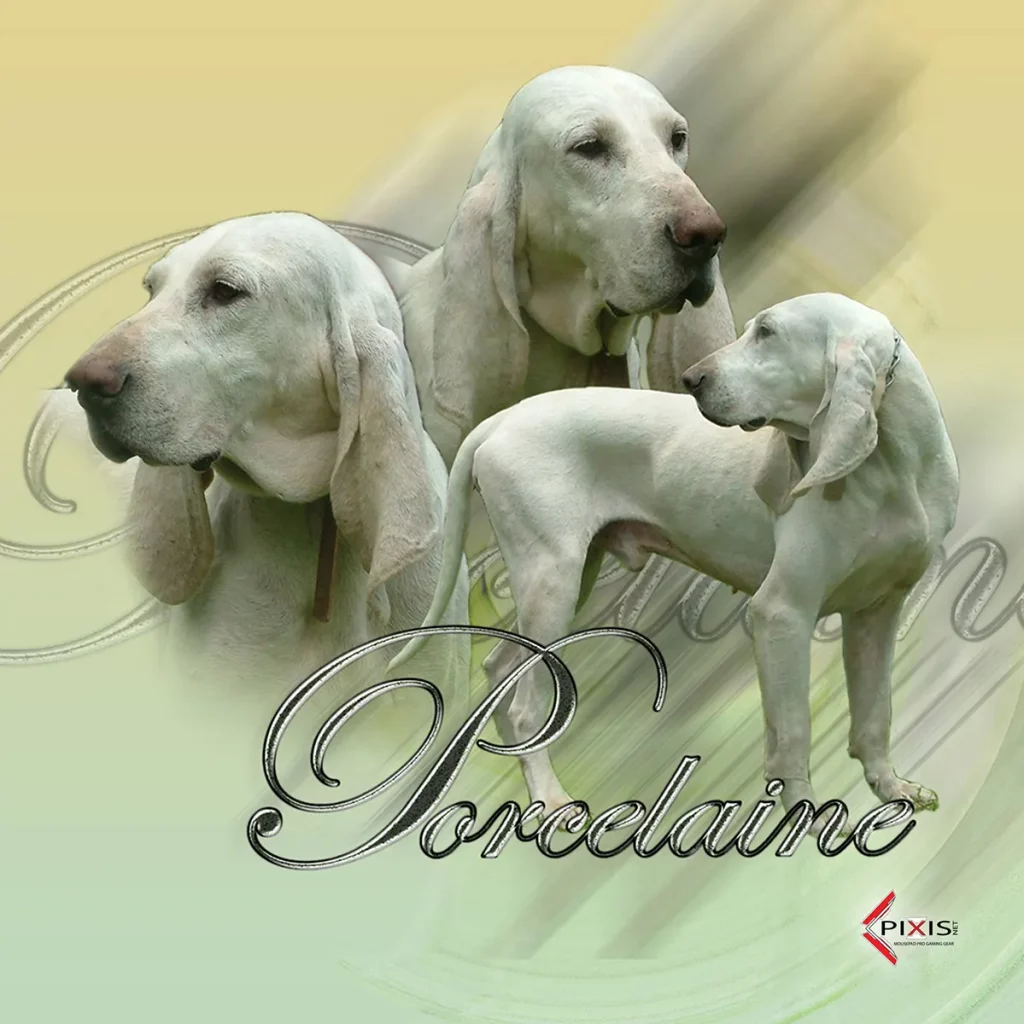 plaque attention chien porcelaine