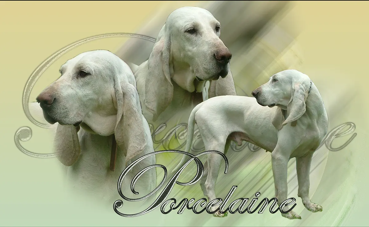 Porcelaine