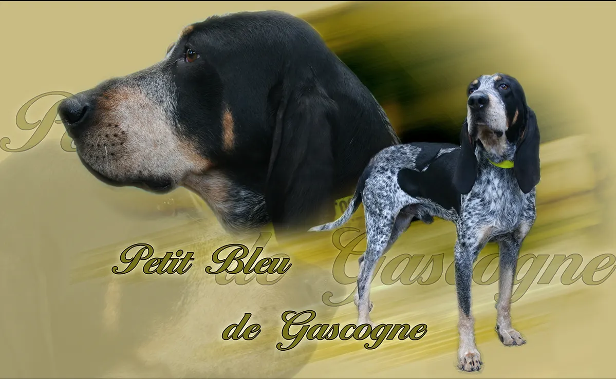 Petit Bleu De Gascogne