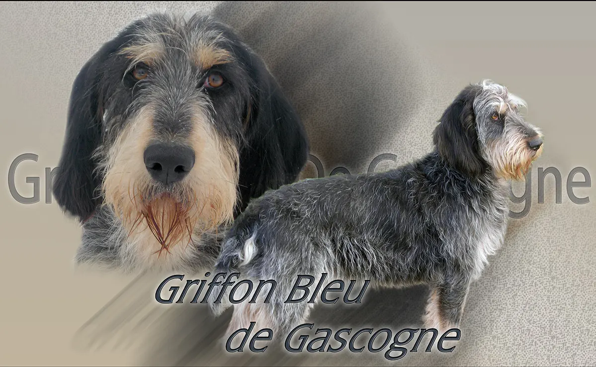 Griffon Bleu de Gascogne