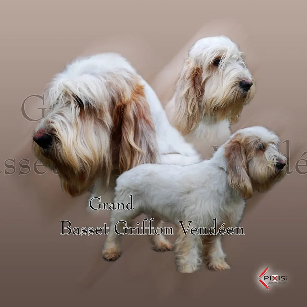 plaque attention chien grand basset griffon vendeen