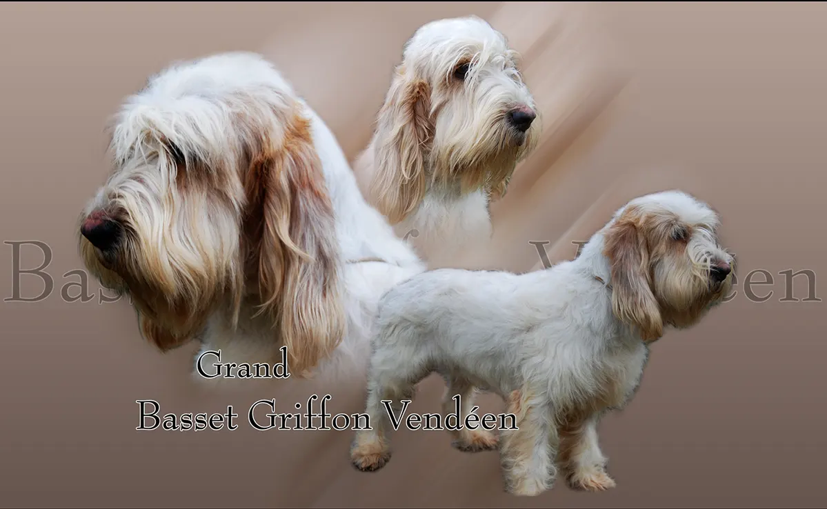 Grand Basset Griffon Vendeen