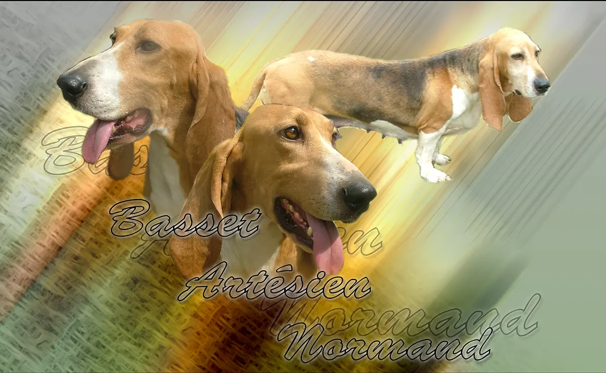 Basset Arthesien Normand