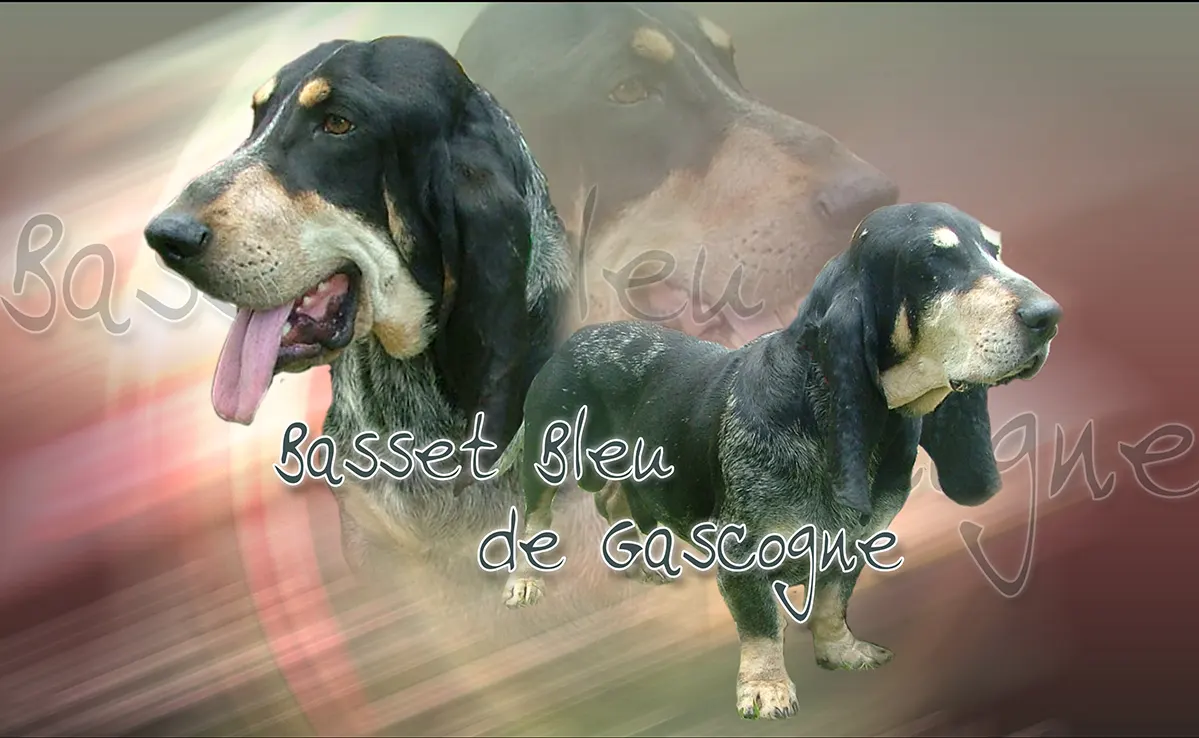 Basset Bleu De Gascogne