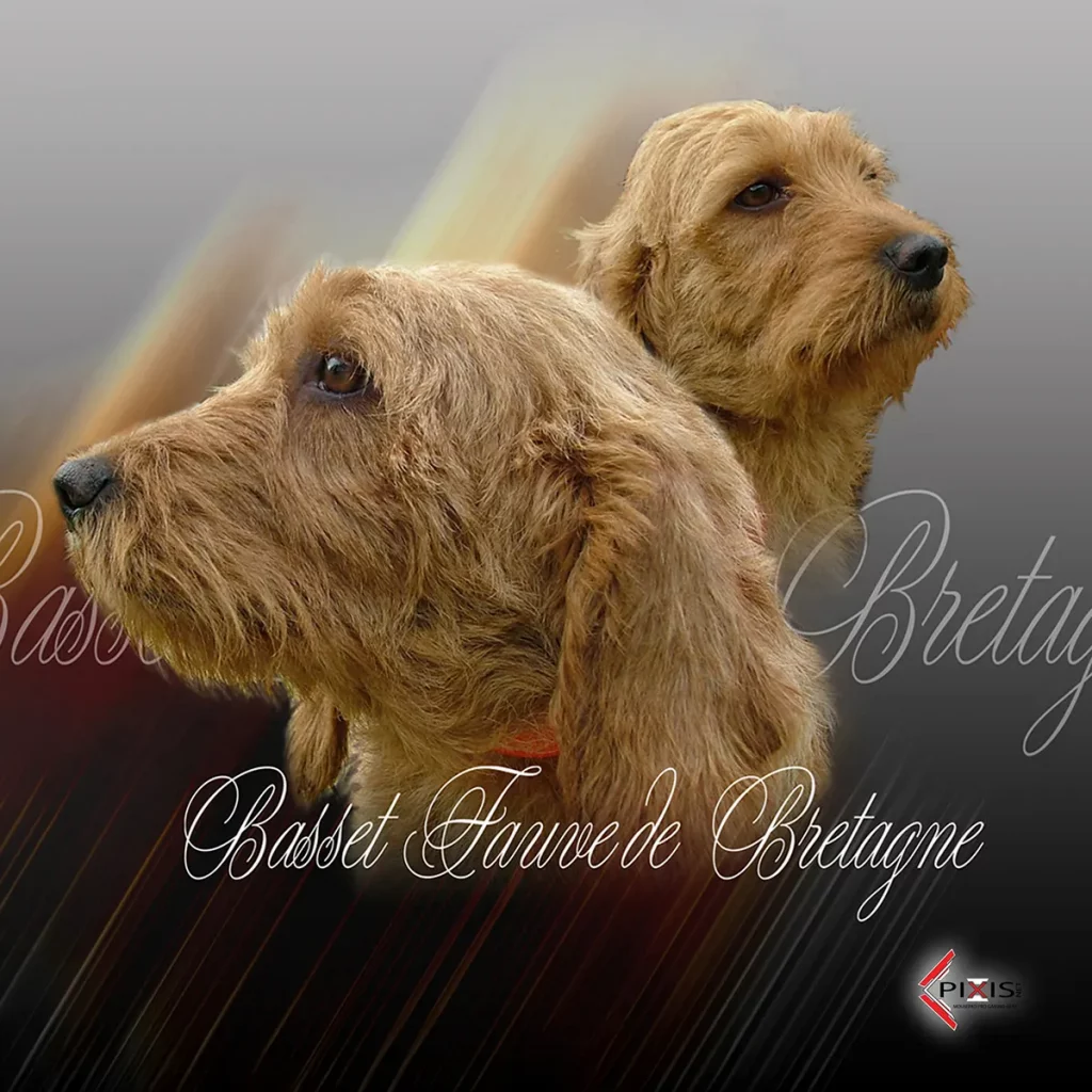 plaque attention chien basset fauve de bretagne
