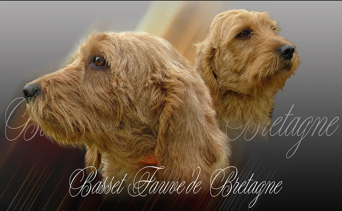 Basset Fauve De Bretagne